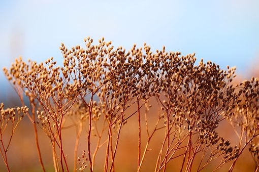 Seco, Natural, Ramitas, Otoño, Aéreo