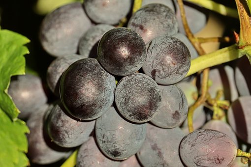Uvas, Vino Tinto, Azul, Vid, Maduración
