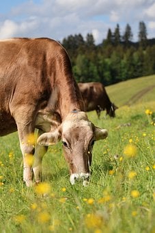 Cow, Pasture, Nature, Meadow, Trees
