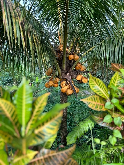 Free Coconut Tree Green Leaves photo and picture