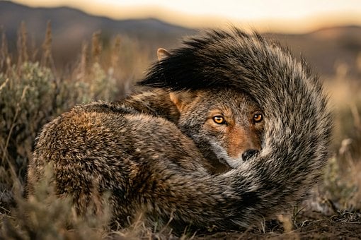 Free Fox Wildlife illustration and picture