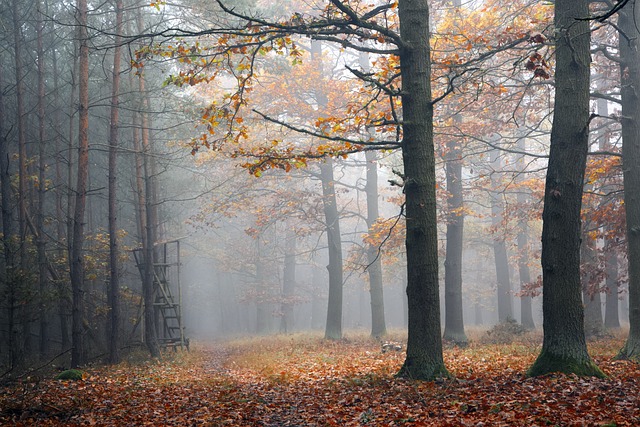 Wald, Nebel, Landschaft, Herbst, Bäume