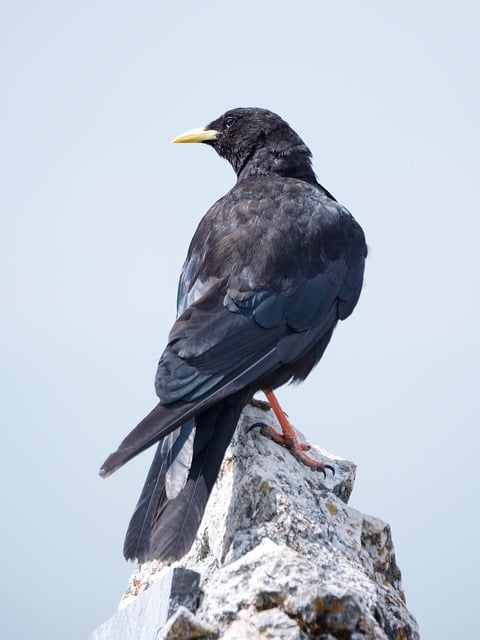 Free Chough Bird photo and picture