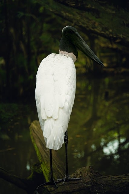 Download free HD stock image of Bird Stork Free Bird Stork photo and picture