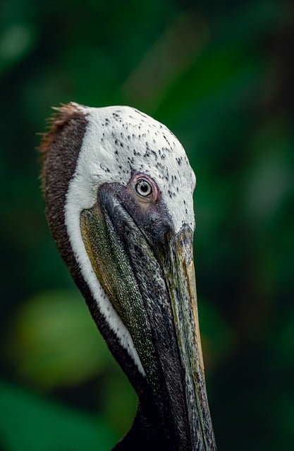 Free Bird Pelican photo and picture