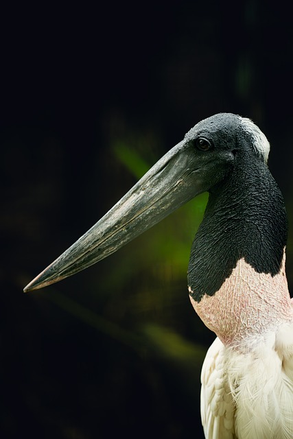 Free Bird Stork photo and picture