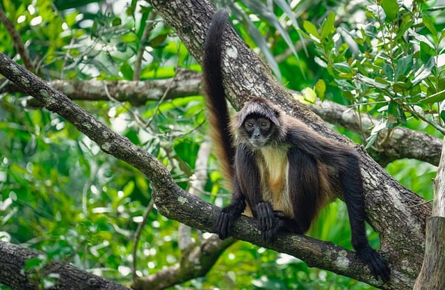 Free Spider Monkey Jungle photo and picture