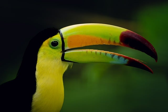 Free Toucan Nature photo and picture