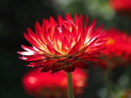 Αχυρόλουλουδο, Κόκκινος, Φύση