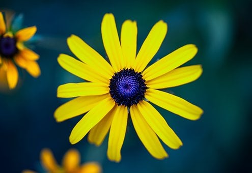 Bloem, Natuur, Flora, Bloesem