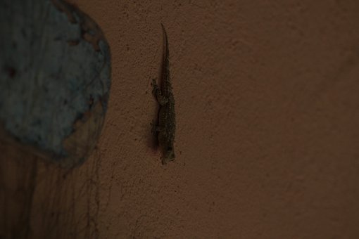 Gecko, Animal, Reptil, Pared, Camuflaje