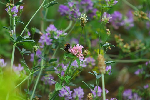Flor, Abeja, Flor Silvestre, Jardín
