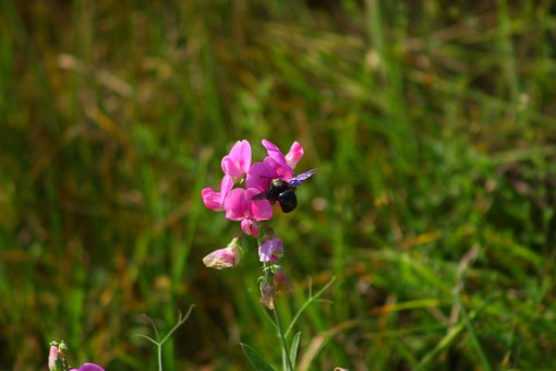 Flor, Rosa, Abejorro, Naturaleza, Verde