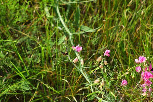 Naturaleza, Césped, Flores Rosas, Prado