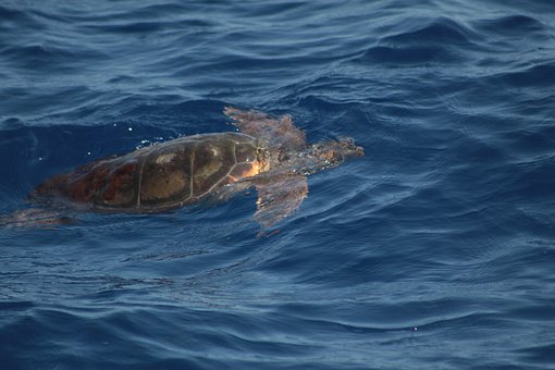 Tortuga, Entorno Natural, Vida Silvestre