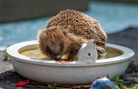Free Hedgehog Drinking photo and picture