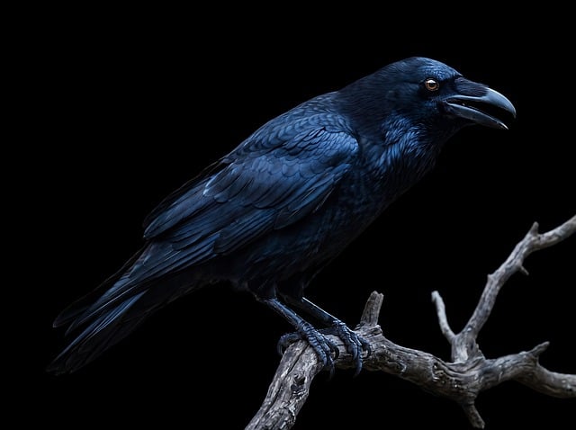 Rabe, Krähe, Vogel, Wildnis, Natur, Tier