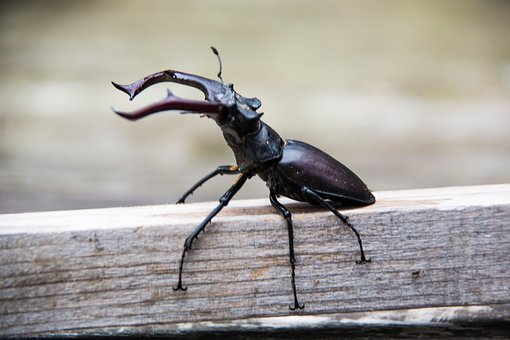 Free Insect Stag Beetle photo and picture
