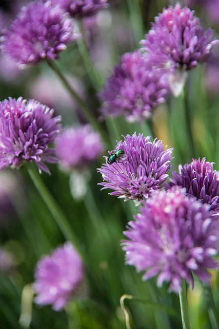 Free Chives Purple Flower photo and picture
