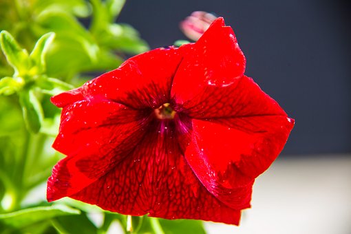 Free Flower Red photo and picture