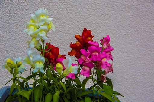 Free Snapdragon Colorful photo and picture