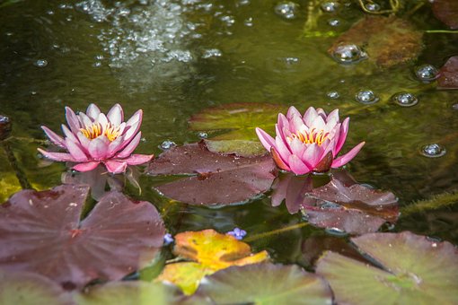 Free Water Lilies Leaves photo and picture