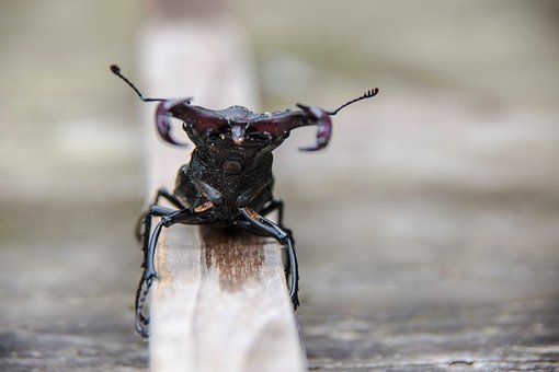 Free Stag Beetle Insect photo and picture