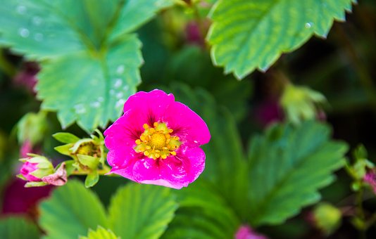 Free Strawberry Flower photo and picture
