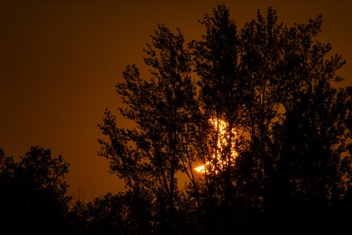 Free Tree Silhouette photo and picture