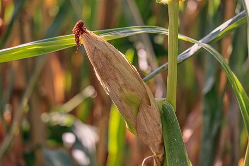 Maíz, Mazorca, Agricultura, Naturaleza