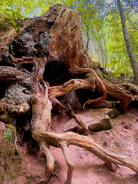 Free Forest Roots photo and picture