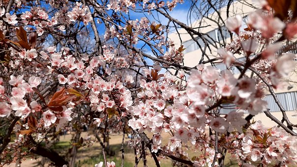 Free Flowers Branches photo and picture