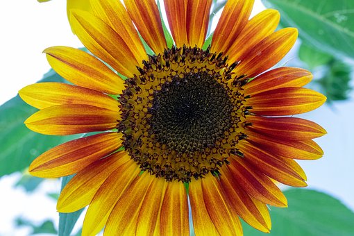 Free Sunflower Autumn photo and picture