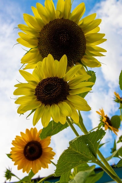 Free Sunflower Autumn photo and picture