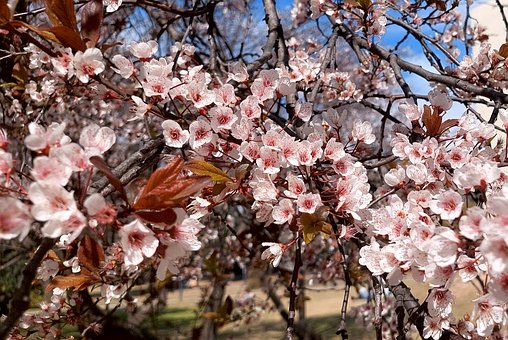 Free Flowers Nature photo and picture