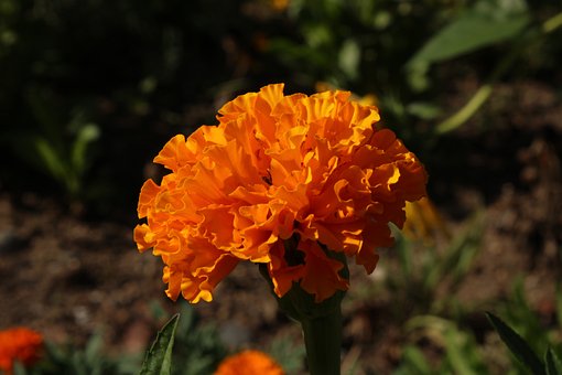 Free Marigold Orange Flower photo and picture