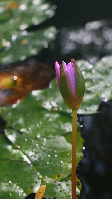 Lotus, Wasserpflanze, Teich, Natur
