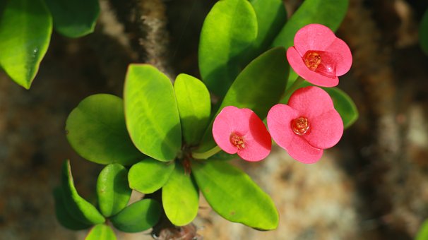 Euphorbia Milii, Pflanze, Natur