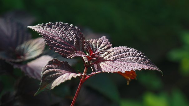 Perilla, Blätter, Kräuter, Natur, Frisch