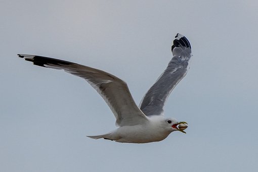 Möwe, Fliegen, Muschel, Schnabel, Futter