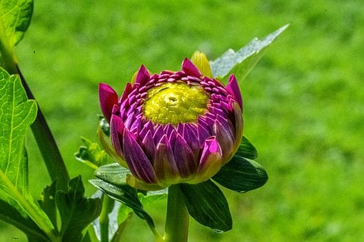 Free Dahlia Nature photo and picture