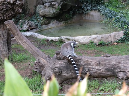 Lemur, Zoo, Ringelschwanz, Natur, Baum