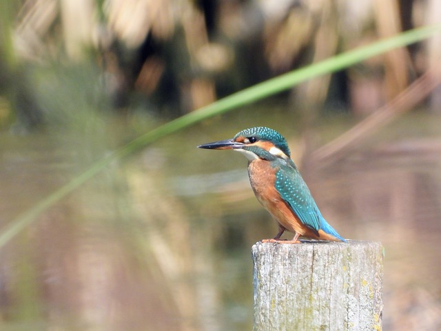 Eisvogel, Natur, Tier, Schöne Natur