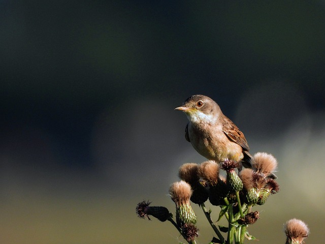 Vogel, Natur, Grasmücke, Dorngrasmücke