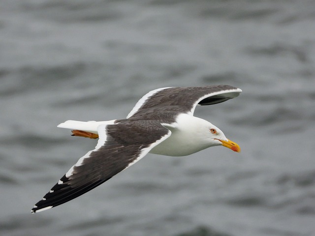Vogel, Vogelbeobachtung, Natur, Seevogel
