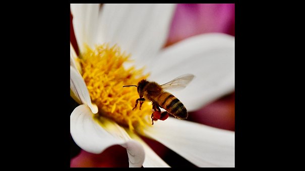 Biene, Blume, Bestäubung, Natur, Flügel