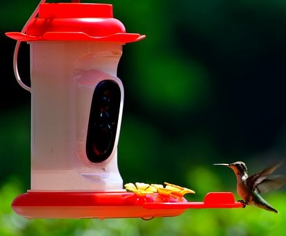 Free Hummingbird Bird Feeder photo and picture