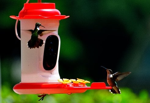Free Hummingbird Bird photo and picture