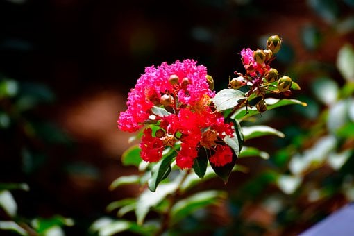 Free Nature Flowers photo and picture