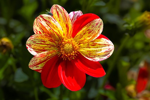 Free Flower Red Flower photo and picture